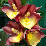 Catasetum Orchidglade