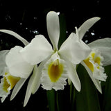 Cattleya eldorado f. alba