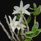 Dendrobium moniforme Rashatsubame 羅紗燕