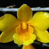 Dendrobium hanckokii
