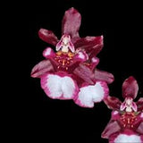 Oncidium Jairak Fragrance 'Ha-Nu-Maan'