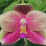 Phal. bellina x javanica