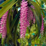 Rhynchostylis retusa