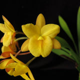 Guaritonia Why Not 'Yellow Kitty' (Gur. aurantiaca × Bro. sanguinea)