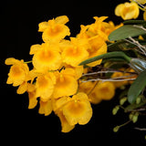 Dendrobium jenkinsii x lindleyi