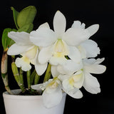 Cattlianthe White Bridal 'Yuki' (C. Angelwalker × Ctt. Candy Tuft)