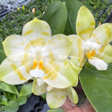 Phal. KS Golden Zebra x Yaphon Lover (QA094)