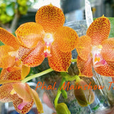 Phal. Mainshow Tiger (QM200)