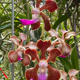 Vanda Motes Multiverse