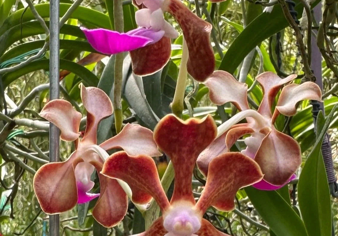 Vanda Motes Multiverse