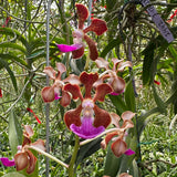 Vanda Motes Multiverse