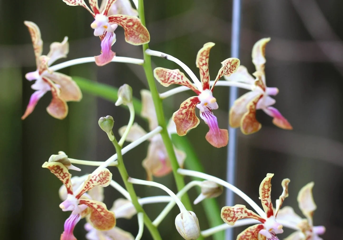 V. Jeanne et Marius Vidon (V. liouvillei x V. lamellata var. boxallii)