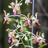 V. Jeanne et Marius Vidon (V. liouvillei x V. lamellata var. boxallii)