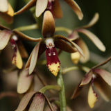 Dendrobium munificum