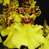 Oncidium Jiuhbao Gold 'Tainan' AM/AOS