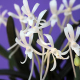 Vanda falcata kenkoku 建国