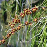 Chiloschista lunifera 'Red'