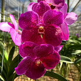 Vanda Fantastic Fanfare