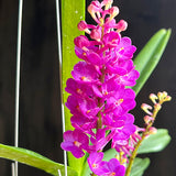 Vanda Lilac Blossom 'Blue Sapphire'