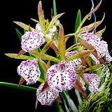 Brassavola Jairak Treasure 'Kakapo bird'