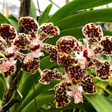 Vanda lombokensis