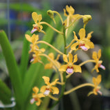 Vanda testacea