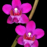 Phalaenopsis pulcherrima var marmorata