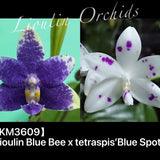 Phal. Lioulin Blue Bee x tetraspis 'Blue Spots'