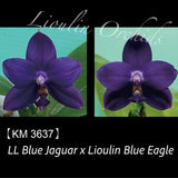 Phal. LL Blue Jaguar × Lioulin Blue Eagle