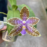 Phal lueddemanniana f. coerulea