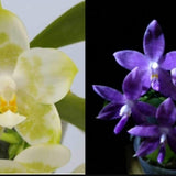 Phal. Joy Spring Canary ‘Green Lotus’ x Mituo Specio Prince