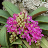 Schoenorchis fragrans