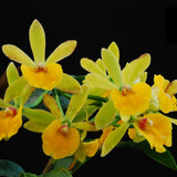 Sergioara Yokosuka Story (Large plant)