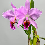Cattleya percivaliana