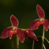 Bulbophyllum geniculiferum