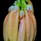 Bulbophyllum salmoneum