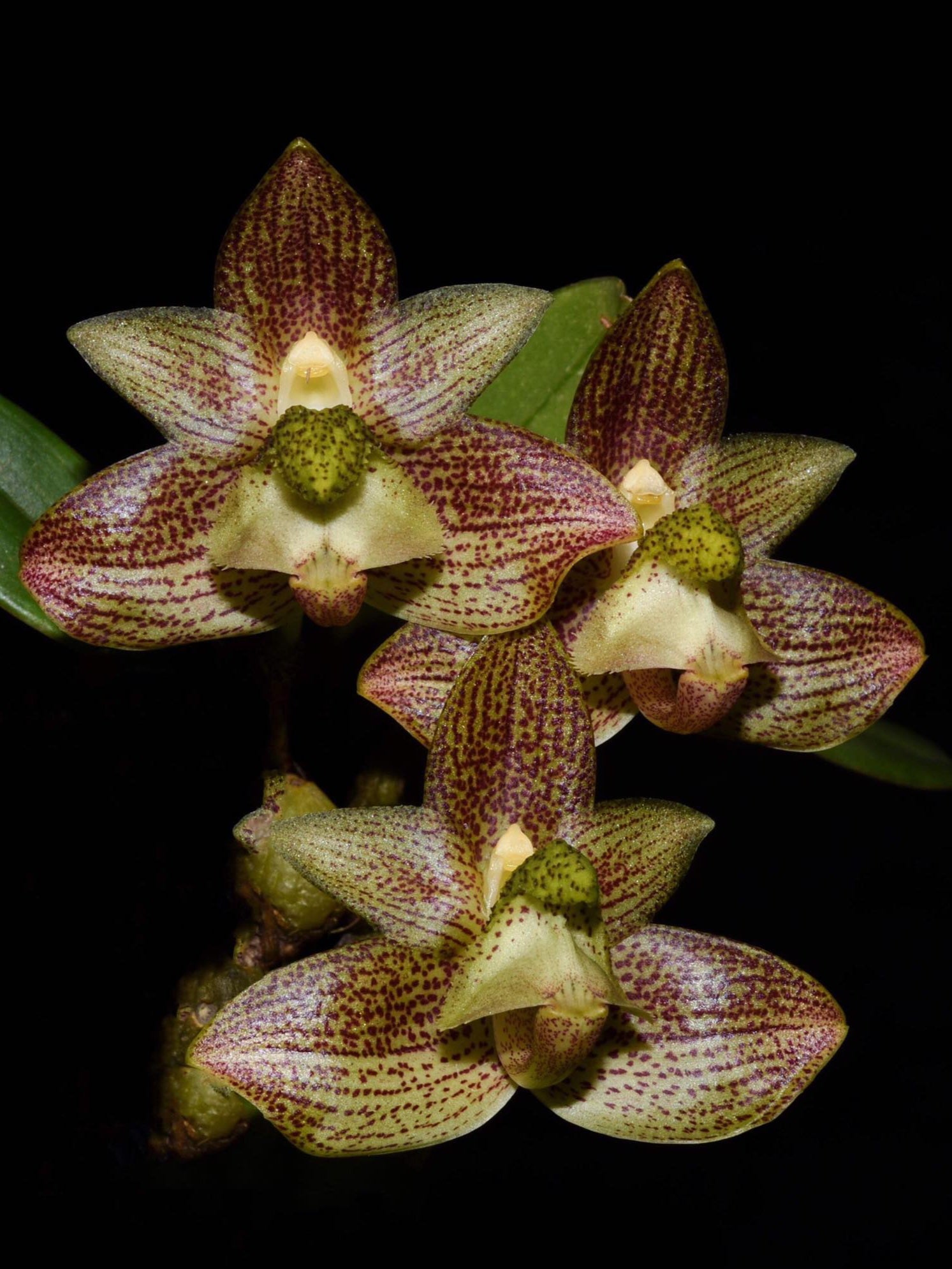 Bulbophyllum Pectinatum Orchid Bulbophyllum Orchids Manu s Orchids bulbophyllum-pectinatum-orchid-bulbophyllum-orchids-manu-s-orchids