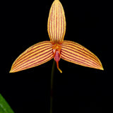 Bulbophyllum zebrinum