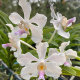 Vanda Julian Shaw