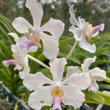 Vanda Julian Shaw (V. tessellata x V. barnesii)